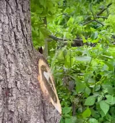 Tree Sprays Water After Having Branch Removed