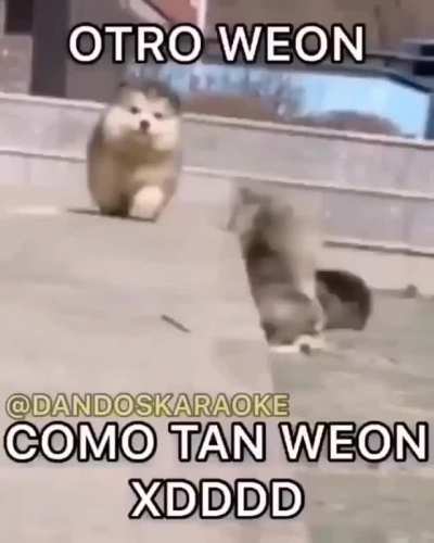 Perros aweonaos
