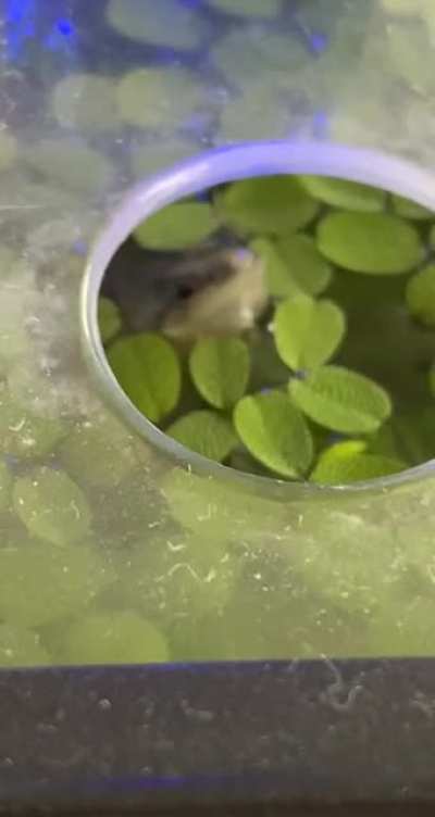 Peep hole froggo
