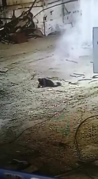 Just walk it.