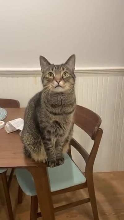 He knows he&rsquo;s not supposed to sit on the table