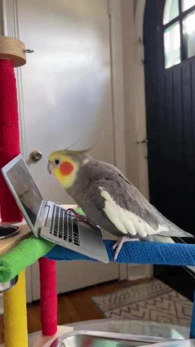 Saturday afternoon dance party with Chicken!