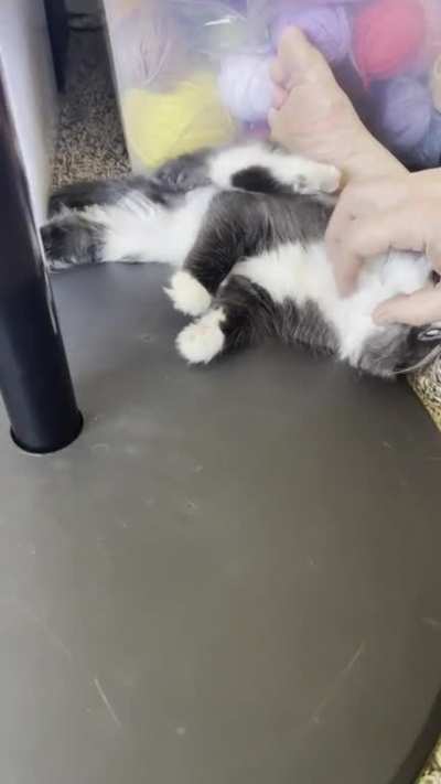 My kitten kicks her leg like a dog when my dad scratches her chin