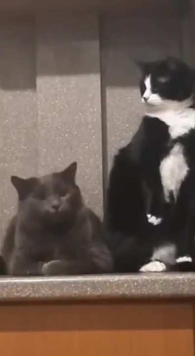 A bite pretending to be a yawn