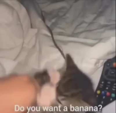 Cats&amp;amp;Bananas