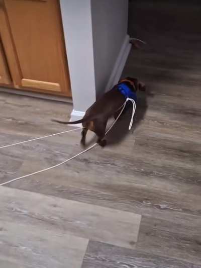 Exercise time for a smol guy