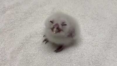 Smol