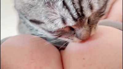 Lick tits 2.0