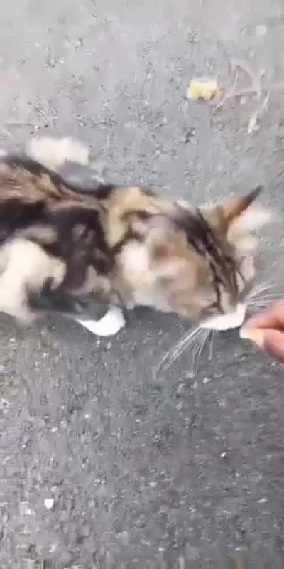 my girlfriend tried to feed a cat