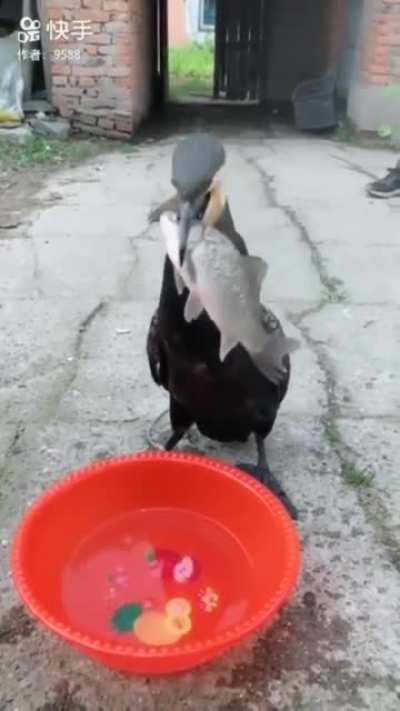 Проглот