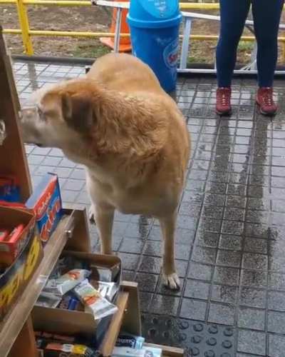 Perro cobrando por protecci&oacute;n