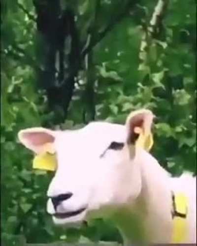 Are Perfectly cut laughs allowed?