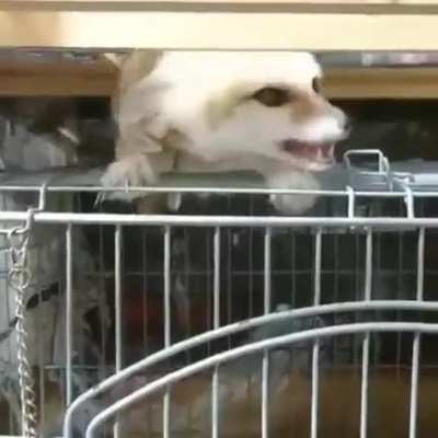 So much AngEAR