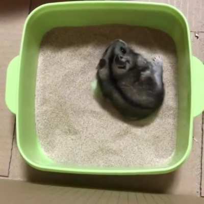 EXCITEMENT OVERLOAD trying new sand bath