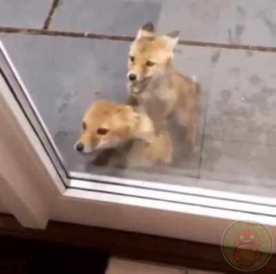 Саня, жрать хотим, открой, саня