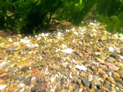 Crab Highway