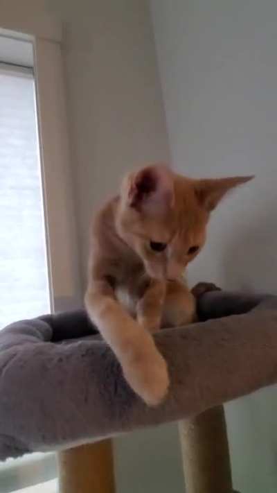 Baby Rey Demanding Love