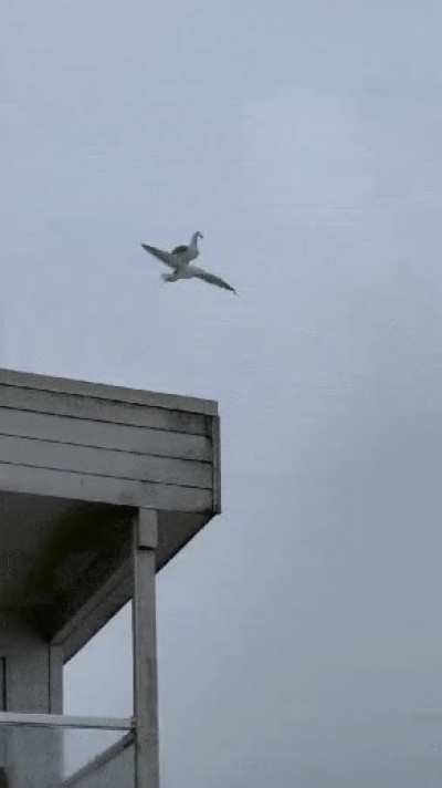 Uma das criaturas que o cellbit n&atilde;o conseguiu mostrar de santo ber&ccedil;o, a gaivota na gaivota.