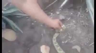 Guy touches a rattlesnake&rsquo;s severed head and gets bitten