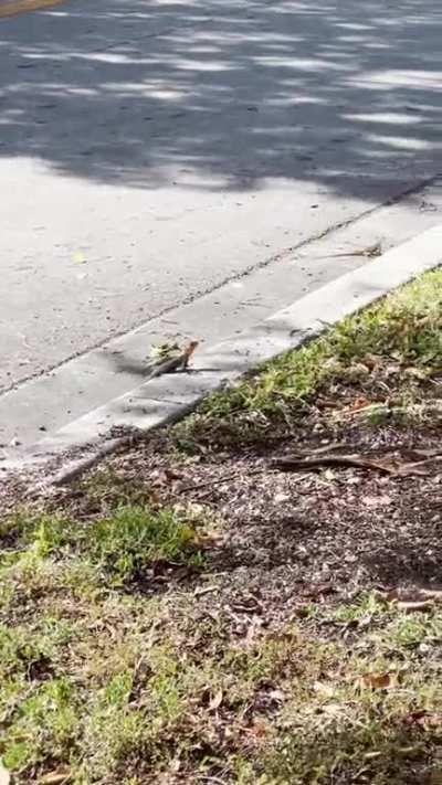 what lizard is this? it&rsquo;s black or dark purple with a orange section in the tail