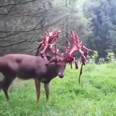 Победитель