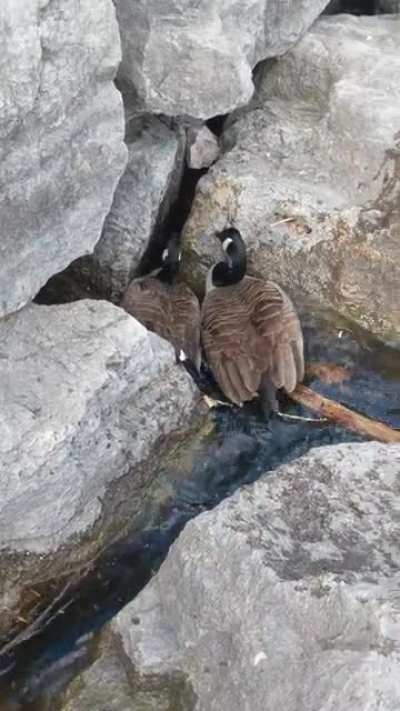 Canada Goose Attack