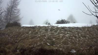 Just another snowy stroll for a bobcat