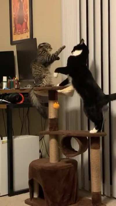 Cat.