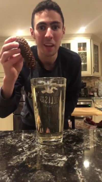 Pine cone closes and becomes thin when it's put in warm water!