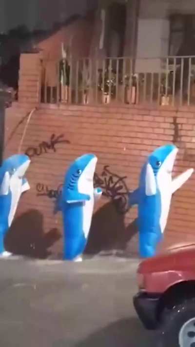 Remember to shut the door when there's a flood or your Bl&aring;haj may be lost