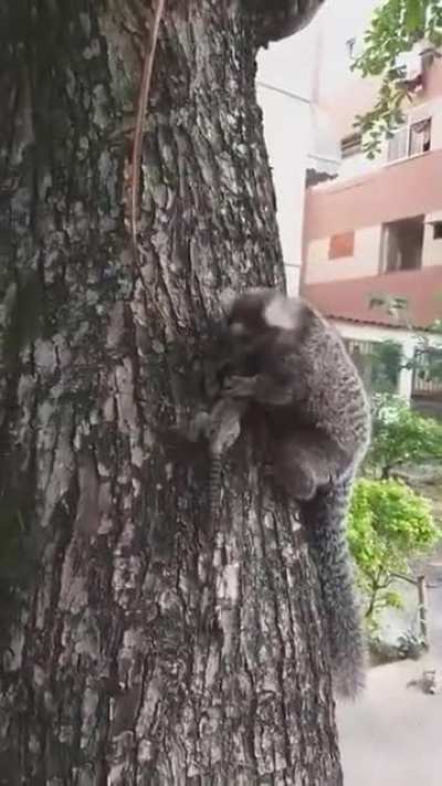 Man rescues baby monkey on road safely back to its mother