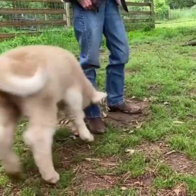 Grass puppy in a good MOOd