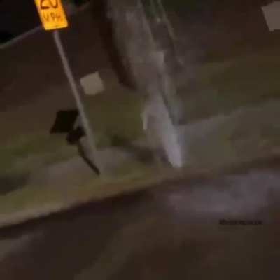 POV: You are typing animals=funny LULW