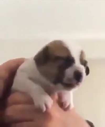 Puppy taking medicine for the first time