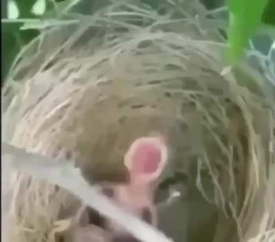Cursed_bird