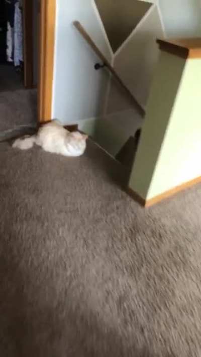Dog won&rsquo;t come up stairs because of cat