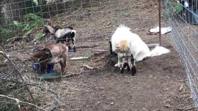My livestock guardian with the baby goats. She&rsquo;s doing so good with them 🥰
