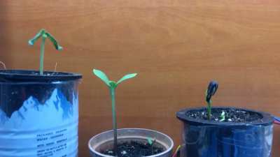 How saplings spend their night 😀