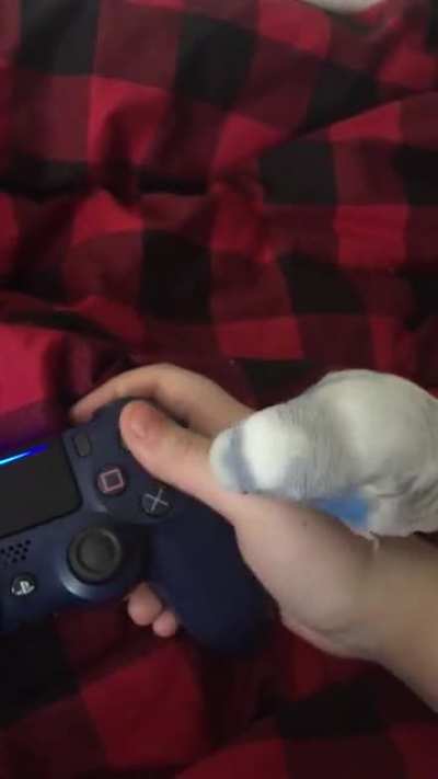 Luna doesn't like my gaming hehe