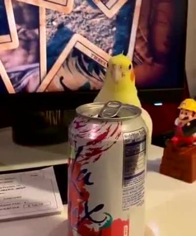 This bird is definitely nextfuckinglevel