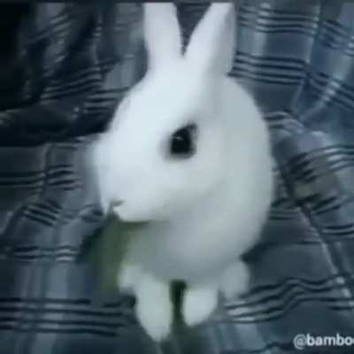 conejo
