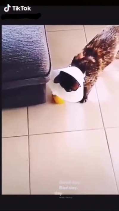 Pecky