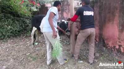 Footage shows heartless men pulling humorless "can prank" on cow.