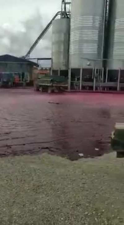 Fuga en un depósito de Vino