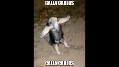 Calla Carlos