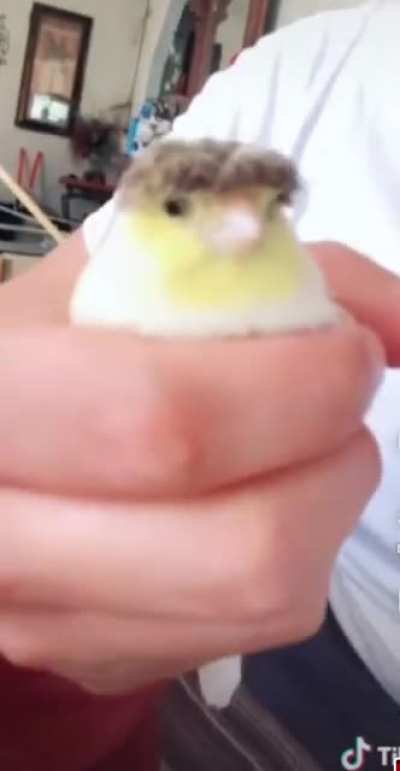 el cuh