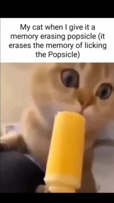 Alzheimer's cat
