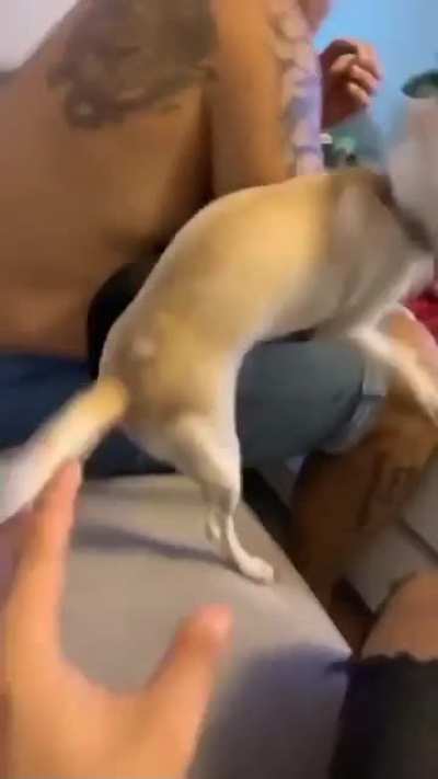 WCGW trying to squeeze dog's butt