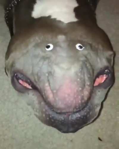 A new pet of unknown origin has appeared in nature!