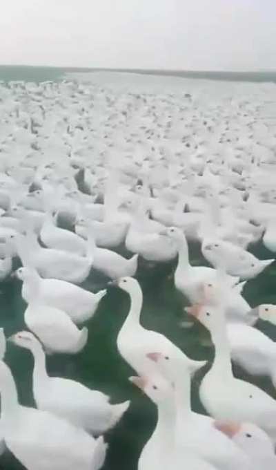 Goose Must fight for there motherland